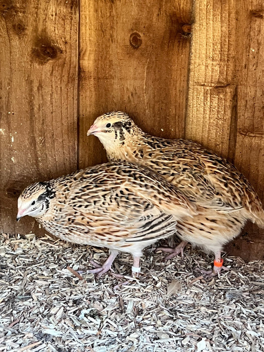XL Giant Jumbo Italian Coturnix Quail Hatching Eggs - Feather Sexable - ZM Sports