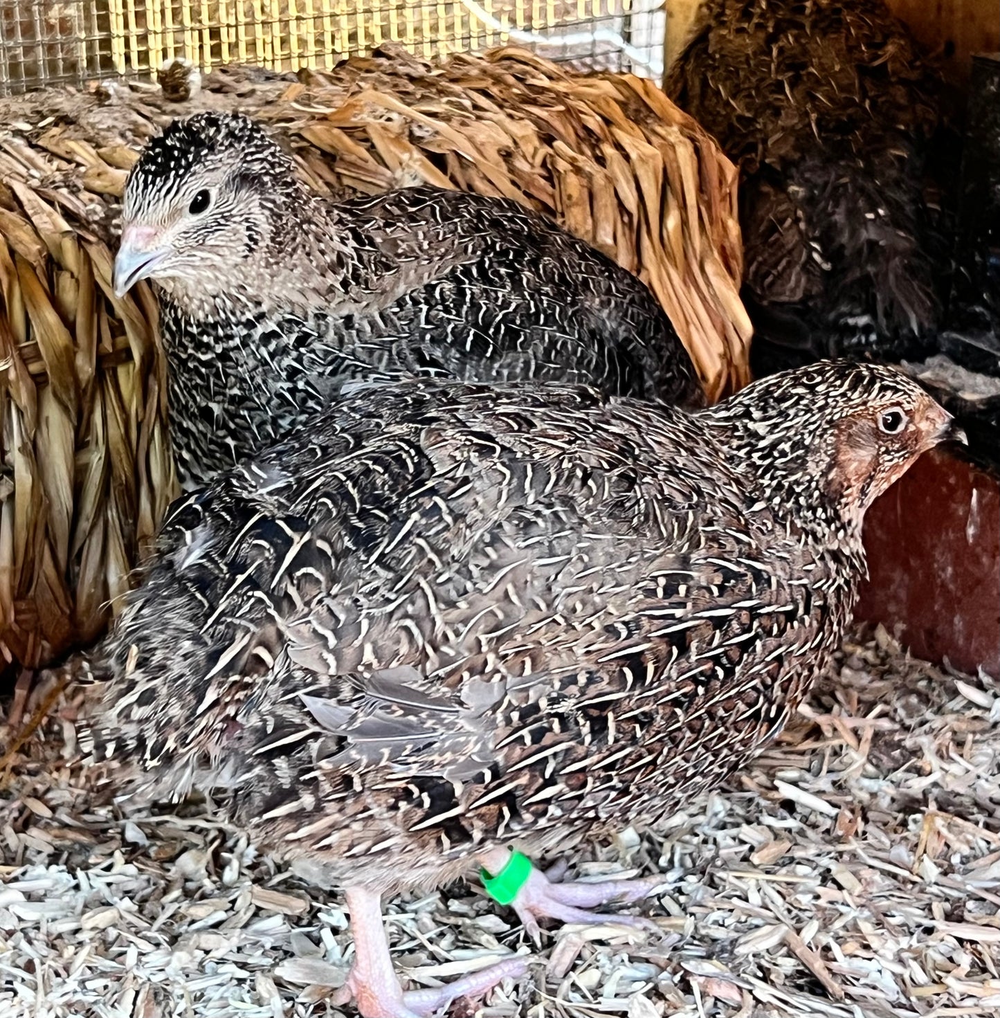Sparkly Jumbo Coturnix Quail Hatching Eggs