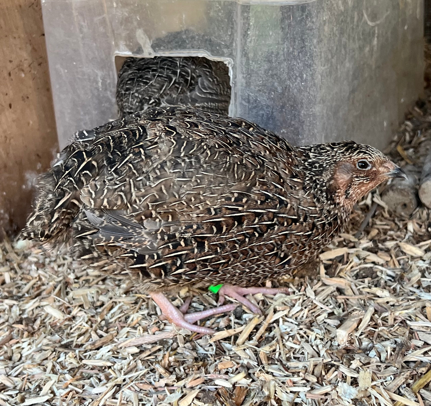 Sparkly Jumbo Coturnix Quail Hatching Eggs