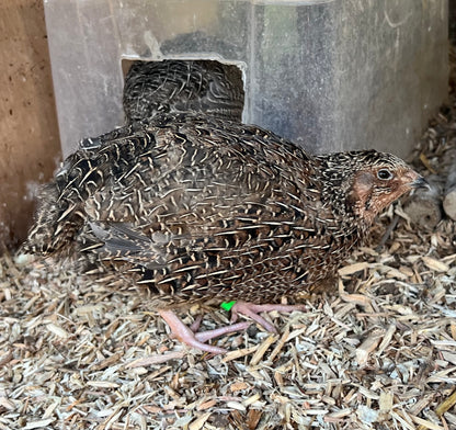 Sparkly Jumbo Coturnix Quail Hatching Eggs