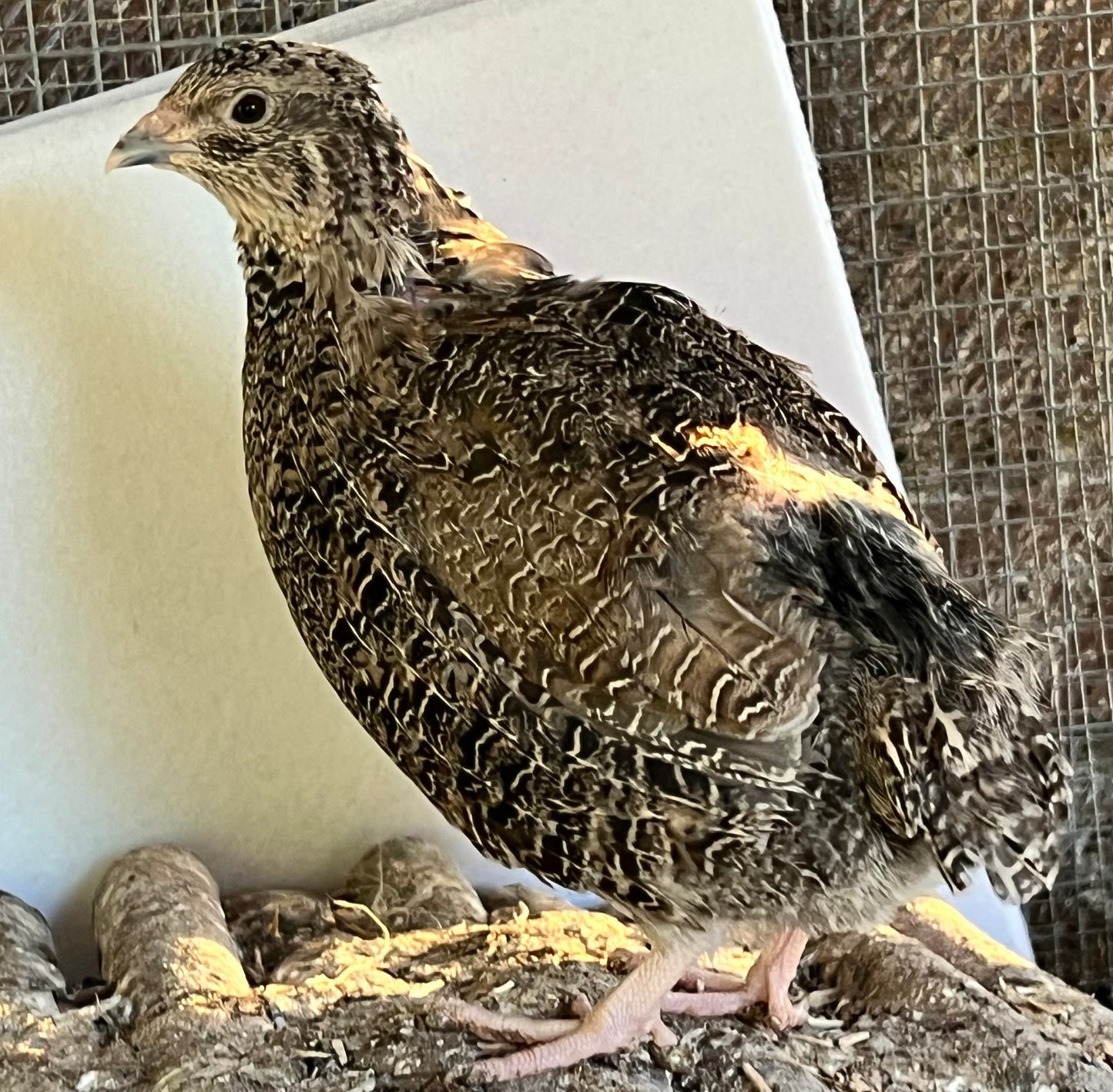 Sparkly Jumbo Coturnix Quail Hatching Eggs