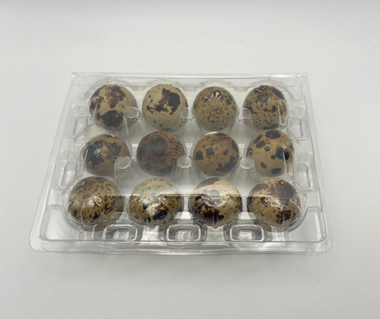 Empty Clear Plastic Quail Egg Boxes | Egg Cartons | Pack of 10–150