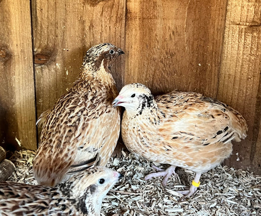 XL Giant Jumbo Italian Coturnix Quail Hatching Eggs - Feather Sexable