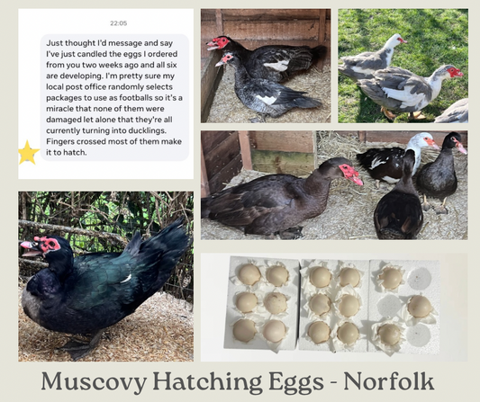 Muscovy Duck Hatching eggs - Mixed Colour - UK