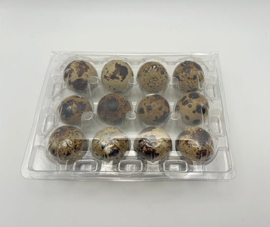 Empty Clear Plastic Quail Egg Boxes | Egg Cartons | Pack of 10–150 - ZM Sports